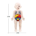 Educational human body anatomy toy for children, showing internal organs and skeletal structure, ideal for science learning and educational play.