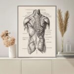 Anatomical illustration of the human muscular system, showcasing detailed muscle groups and labels. Perfect for educational decor and science enthusiasts.