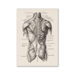 Anatomical illustration of human back muscles, showing detailed muscle groups and labels for educational purposes.