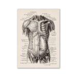 Anatomical illustration of the human muscular system, showing detailed muscle groups and labels for educational purposes.