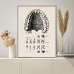 Dental anatomy chart showing detailed illustrations of upper teeth, including incisors, canines, premolars, and molars, for educational purposes.