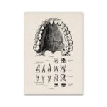 Detailed vintage illustration of upper jaw teeth, showing incisors, canines, premolars, and molars with labels for educational purposes.