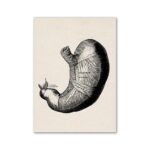 Detailed vintage-style illustration of the human stomach showing internal structure and labeled parts, ideal for educational purposes.