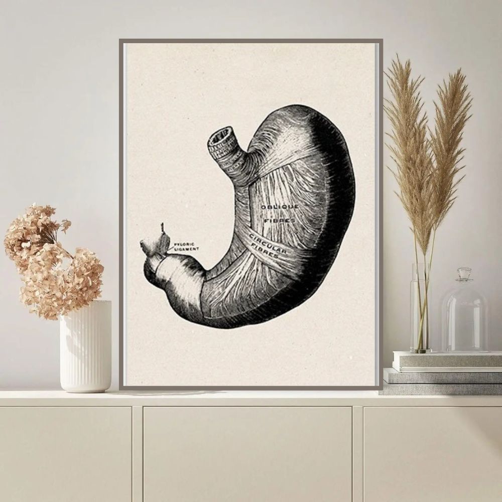 Detailed Human Heart Anatomy Illustration for Educational Display Educational diagram of a human heart highlighting major arteries and chambers for learning purposes.