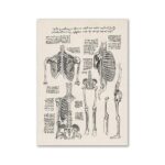 Detailed anatomical drawing of the human skeleton inspired by Leonardo da Vinci, showcasing bones and skeletal structure with handwritten notes.