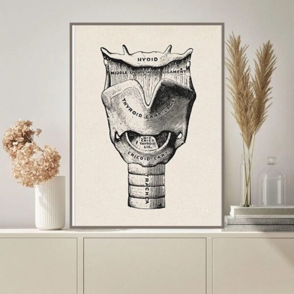 Detailed black and white illustration of the thyroid gland with labeled parts, suitable for educational purposes.
