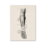 Detailed vintage illustration of the muscles in the human forearm, showing anatomical structure and muscle groups for educational purposes.