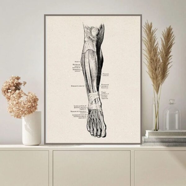 Detailed vintage-style illustration of the human arm muscles and bones, showcasing anatomical features for educational purposes.