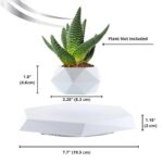 Aloe Vera plant in a modern geometric white pot, with measurements indicating height and width, not including the plant. The pot is designed for decorative and educational purposes.