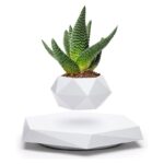 Modern aloe vera plant in a geometric white pot, perfect for science decor and educational displays.