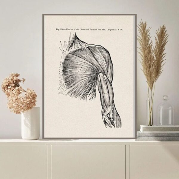 Detailed vintage-style illustration of shoulder and arm muscles, showcasing human muscular anatomy for educational purposes.