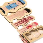 Educational human body puzzle for kids, showing anatomy layers from skin to organs.