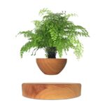 Small green fiddle leaf fig tree in a round wooden pot, displayed on a matching wooden stand, ideal for home decor or educational science displays.