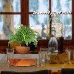 Beautiful suspended potted plant in a wooden bowl, perfect for home decor, placed on a table with glasses and bottles, with a cozy window background.