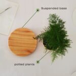 Educational science model featuring a potted plant with a suspended base for demonstrating plant growth and support structures. Ideal for science classrooms and educational displays.