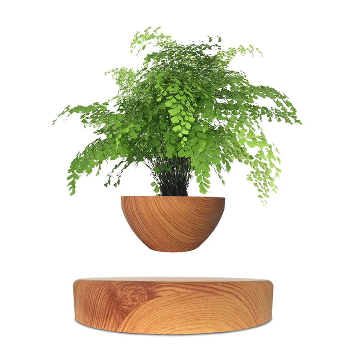 Small green fiddle leaf fig tree in a round wooden pot, displayed on a matching wooden stand, ideal for home decor or educational science displays.