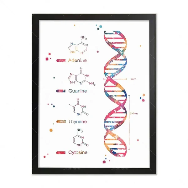 Artistic print of a DNA double helix with labeled nucleotide structures including adenine, guanine, thymine, and cytosine, displayed in a black frame.