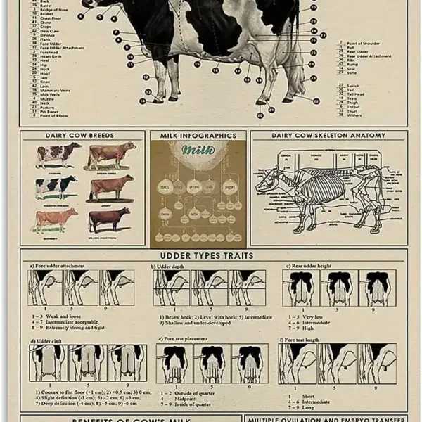 Detailed diagram of dairy cow parts, breeds, and anatomy for educational purposes. Includes milk production, skeleton, and traits.