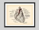 Detailed vintage illustration of the human heart with labeled parts, suitable for educational purposes and medical studies.