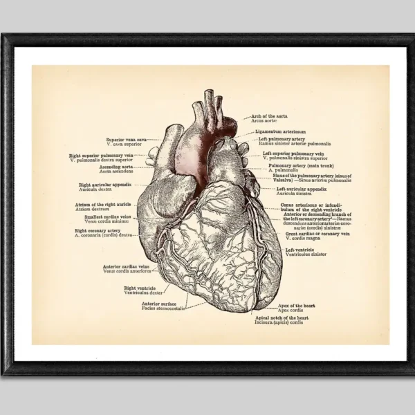Detailed vintage illustration of the human heart with labeled parts, suitable for educational purposes and medical studies.