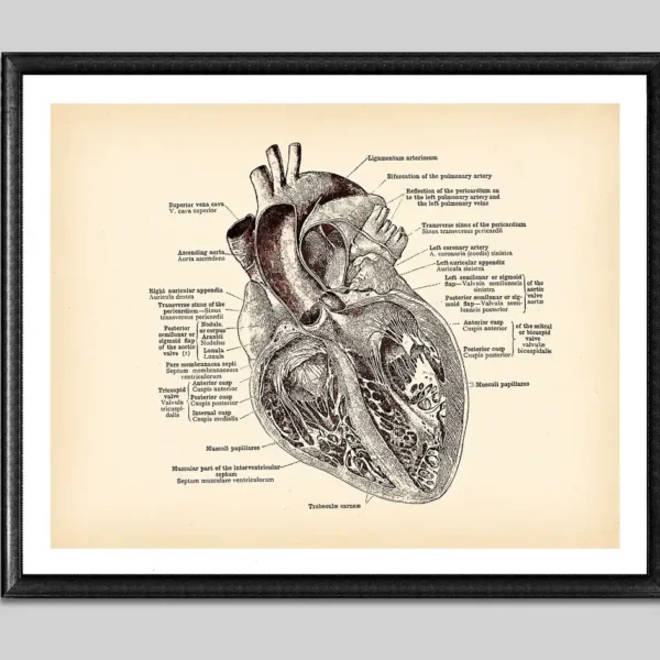 Detailed vintage illustration of the human heart with labeled parts, perfect for educational purposes and science decor.