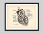 Detailed vintage illustration of the human heart showing internal structures and labeled parts, ideal for educational and scientific purposes.