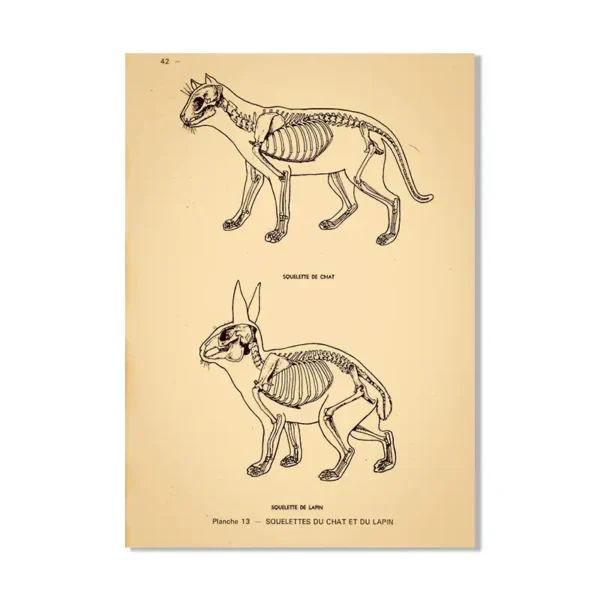 Vintage scientific illustration of a cat skeleton showing detailed bones and anatomy, part of a historical animal anatomy study.
