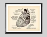 A detailed vintage-style illustration of the human heart showing major arteries, veins, and internal structures, labeled for educational purposes.