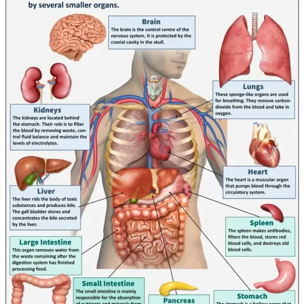 Anatomy of the human body showing vital organs with labels and descriptions.