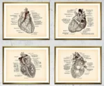 A detailed set of four framed illustrations showcasing the anatomy of the human heart, highlighting different views and internal structures for educational purposes.