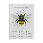 Detailed diagram of a bee showing its anatomy with labeled parts including compound eye, antenna, ocellus, mandible, thorax, forewing, hindwing, stinger, tibia, metatarsus, femur, and tarsus claw.