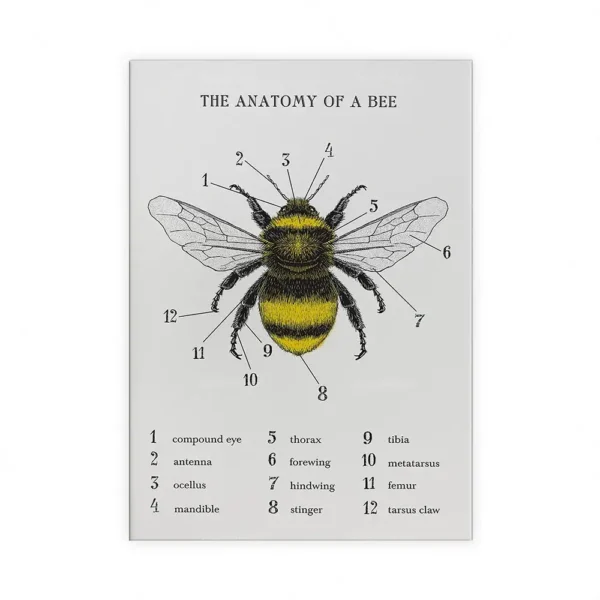 Detailed diagram of a bee showing its anatomy with labeled parts including compound eye, antenna, ocellus, mandible, thorax, forewing, hindwing, stinger, tibia, metatarsus, femur, and tarsus claw.