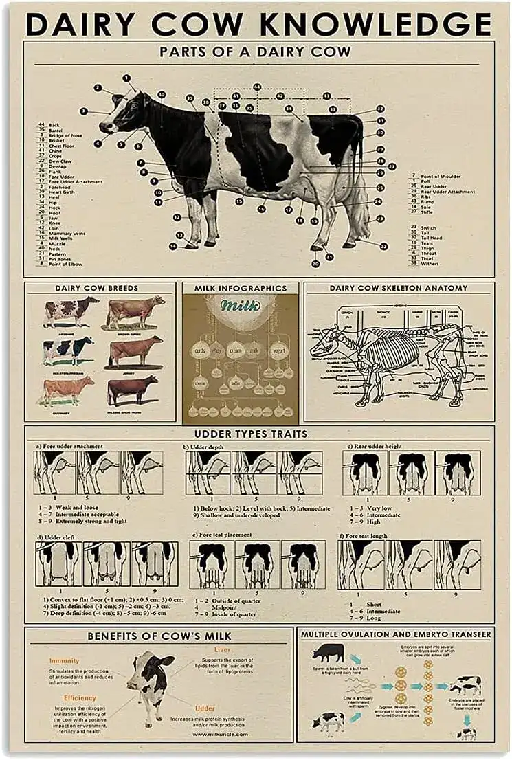Dairy Cow Anatomy and Breeds Chart Detailed diagram of dairy cow parts, breeds, and anatomy, including milk production, skeleton, and traits, ideal for educational purposes and science decor.