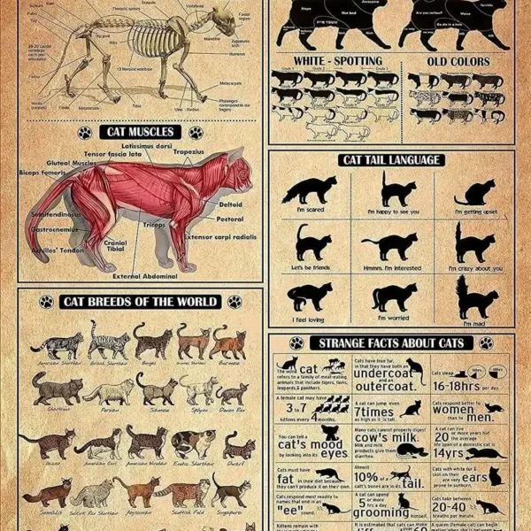 Detailed illustration of a cat's skeletal anatomy, muscles, tail language, and global breeds, ideal for educational purposes and science decor.