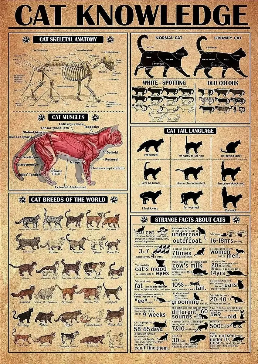 Cat Skeleton Anatomy Educational Poster Detailed illustration of a cat's skeletal anatomy, muscles, tail language, and global breeds, ideal for educational purposes and science decor.