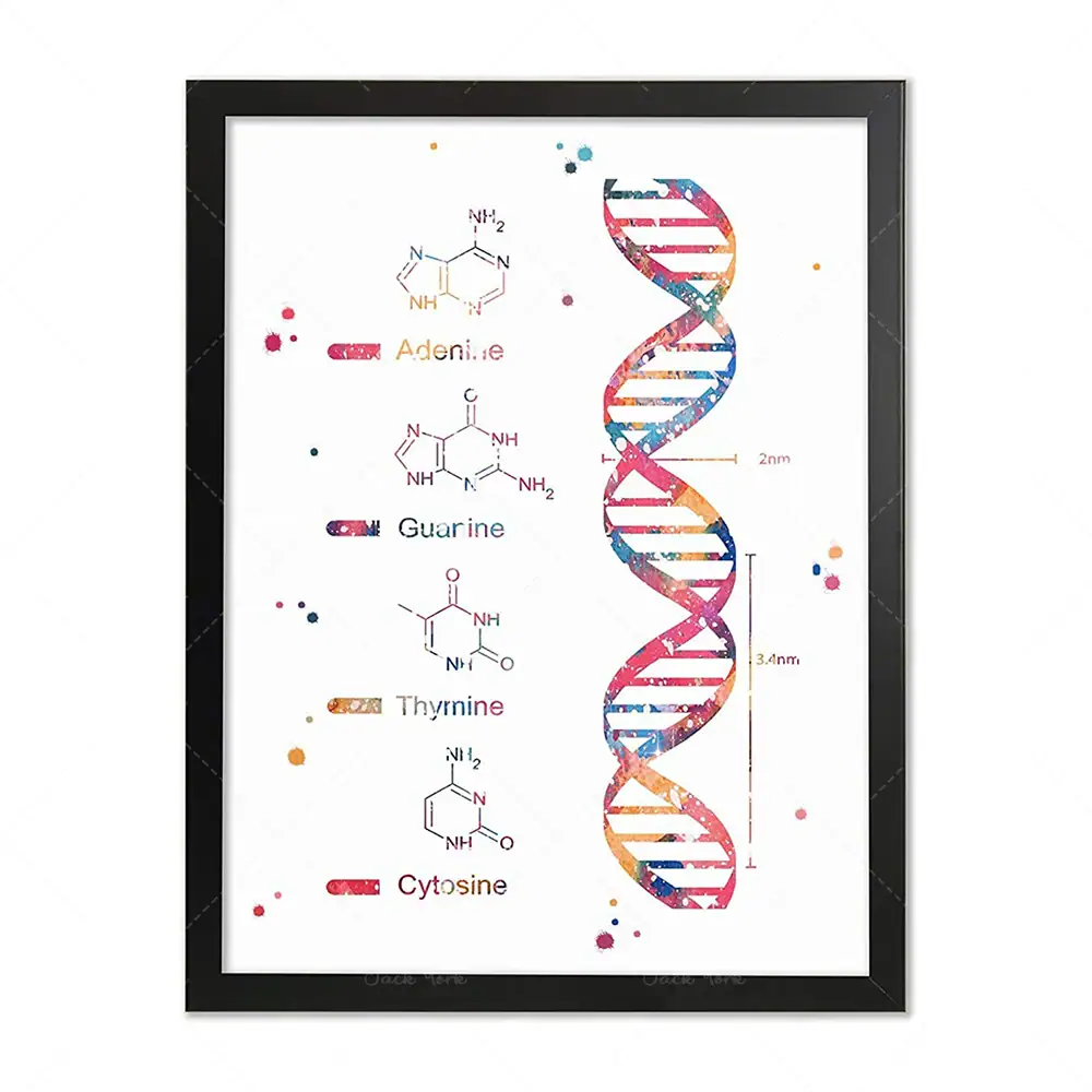 DNA Double Helix Art Print with Chemical Structures and Labels Artistic print of a DNA double helix with chemical structures of adenine, guanine, thymine, and cytosine, displayed with colorful splashes and labels.