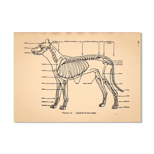 Detailed diagram of a dog's skeletal system showing bones and labels for educational purposes.