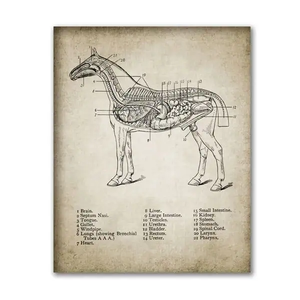 Vintage-style diagram of a horse's internal anatomy showing labeled organs and body parts for educational purposes.