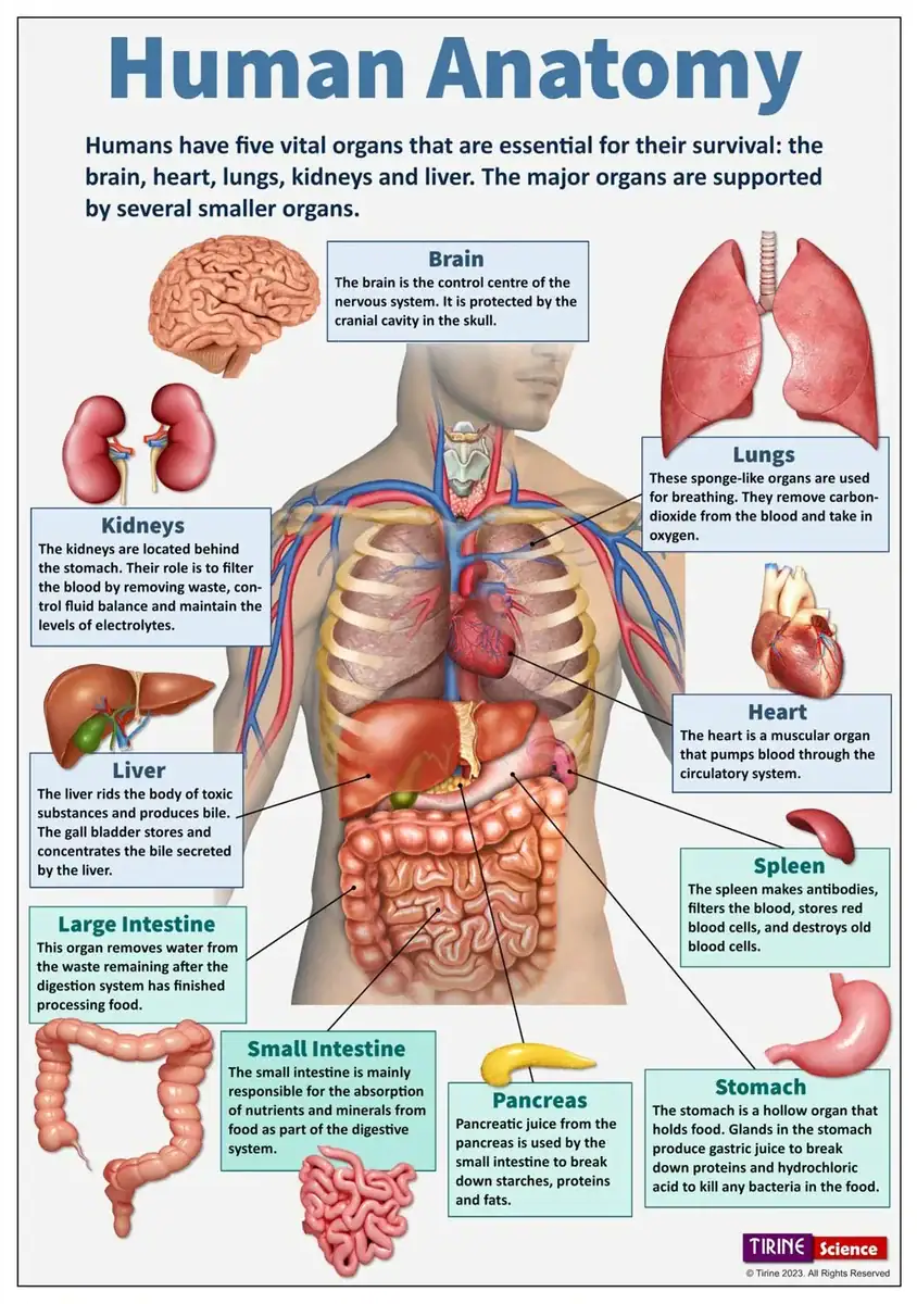 Human Body Organs Illustration Detailed diagram of human body organs including brain, lungs, heart, kidneys, liver, stomach, intestines, spleen, and pancreas with labels and descriptions.