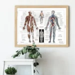 Educational human anatomy chart displaying muscular and nervous systems, ideal for classrooms and medical offices.