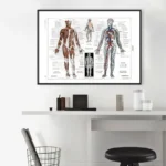 Educational human anatomy poster displaying muscular and nervous systems, ideal for science classrooms and study spaces.
