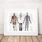 Educational human anatomy poster displaying muscular and circulatory systems with detailed labels, ideal for science classrooms and educational decor.