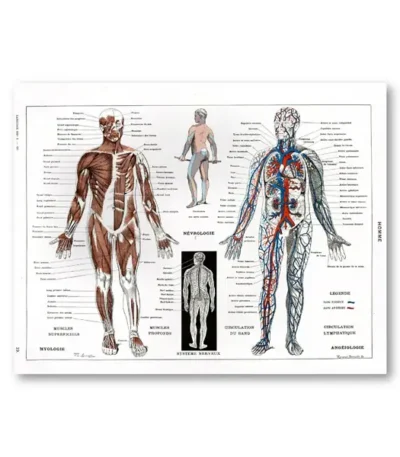 Detailed human anatomy chart illustrating muscles, nervous system, and circulatory pathways for educational purposes.