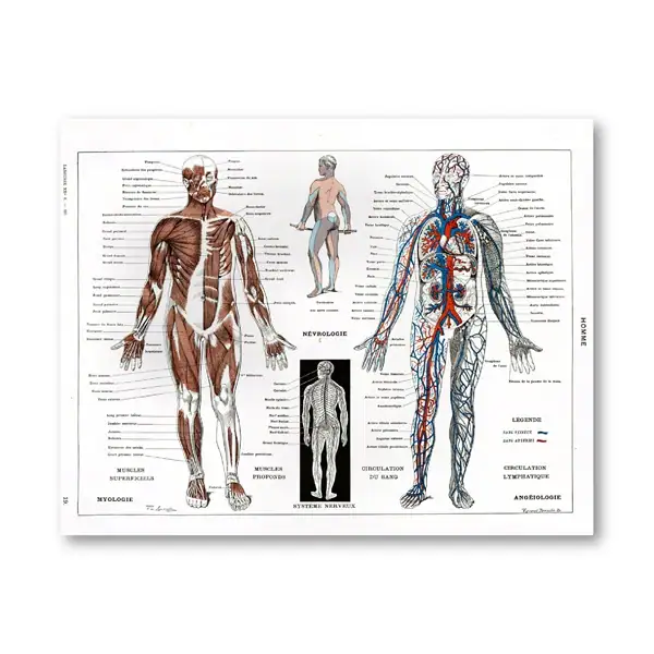 Detailed human anatomy chart illustrating muscles, nervous system, and circulatory pathways for educational purposes.