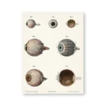 A detailed educational poster illustrating the anatomy of the human eye, including various cross-sections and internal structures for science learning and decoration.