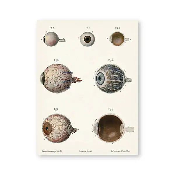 A detailed educational poster illustrating the anatomy of the human eye, including various cross-sections and internal structures for science learning and decoration.