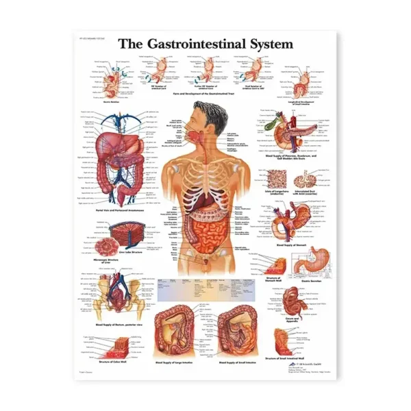 Detailed educational poster illustrating the human gastrointestinal system, including organs, functions, and digestive processes for learning and reference.