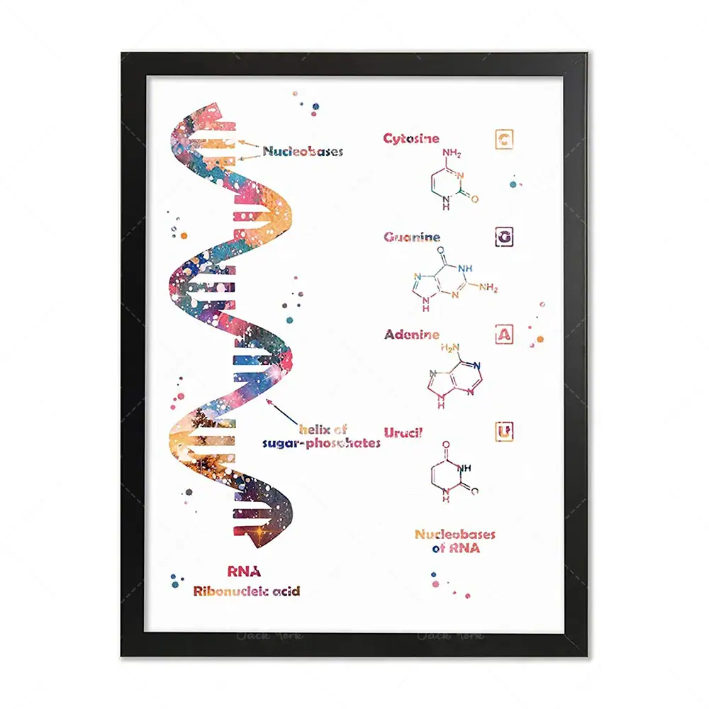 DNA Double Helix Art Print | Science Decor & Educational Toy A colorful illustration of a DNA double helix with nucleotide structures and chemical formulas, perfect for science enthusiasts and educational settings.
