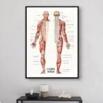 A detailed educational poster of the human muscular system, showing front and back views with labeled muscles for anatomy study.