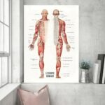 Anatomy poster showing detailed illustrations of the human muscular system and skeleton, ideal for educational purposes and science decor.
